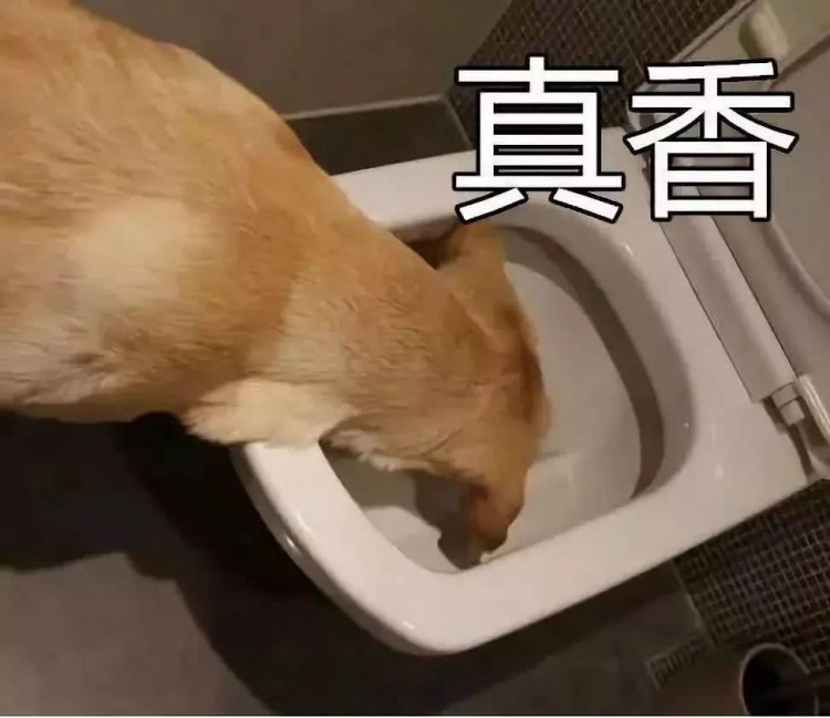 狗吃屎是为什么狗狗吃屎要怎么办