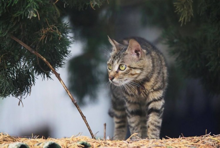 总结：这6种猫饲养人数最多你家猫在其中吗