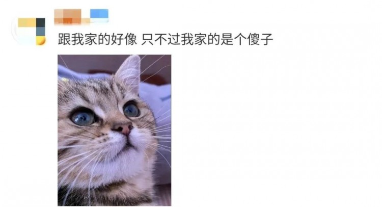 猫会灭绝吗这可能是最后一只猫