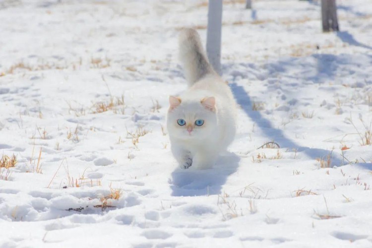 摊牌了！猫主子对不起…这别人家的咪真的有点好吸