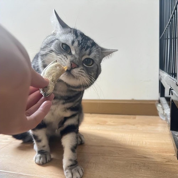 这几种食物对猫咪来说是人间美味你喂过几种