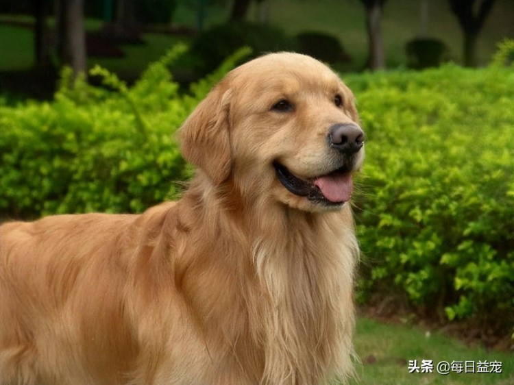 金毛在外养了只猫下雨天还把猫搂在怀里给它遮雨铁汉柔情