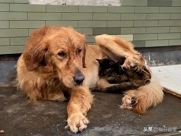 金毛在外养了只猫下雨天还把猫搂在怀里给它遮雨铁汉柔情