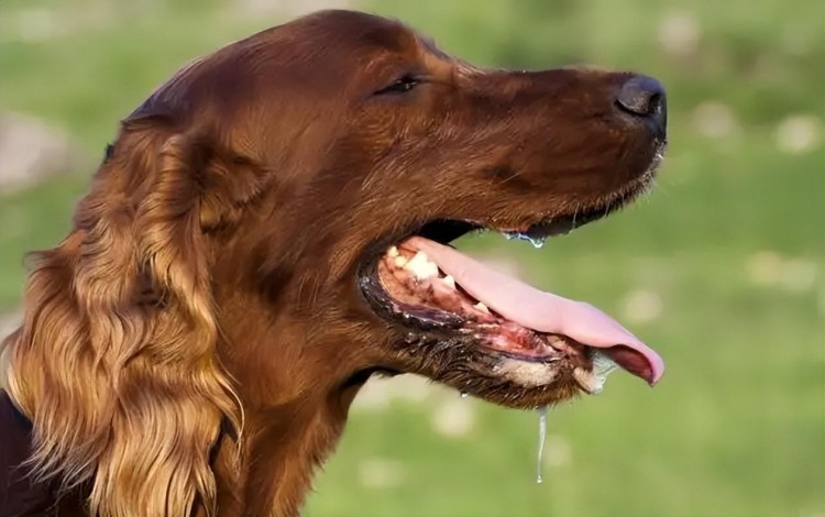 提醒！狗狗这些症状是患上狂犬病了要远离