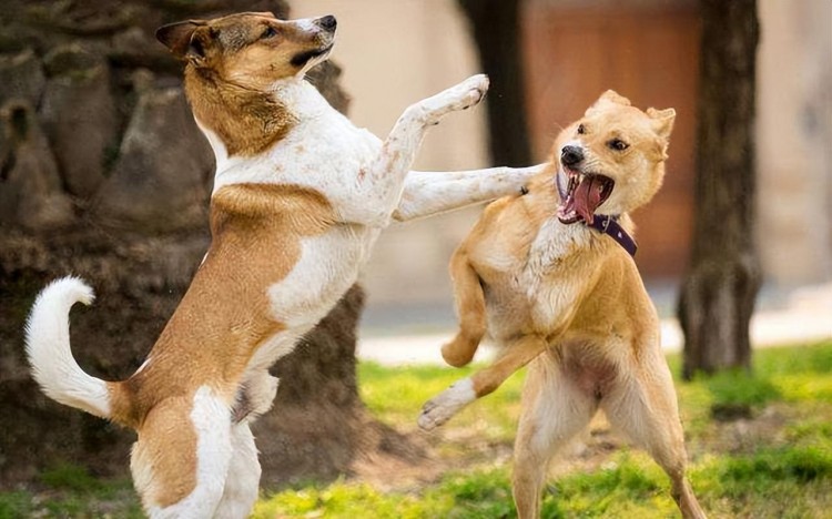 提醒！狗狗这些症状是患上狂犬病了要远离