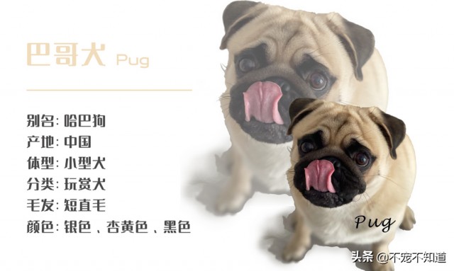 注意这几点，巴哥犬