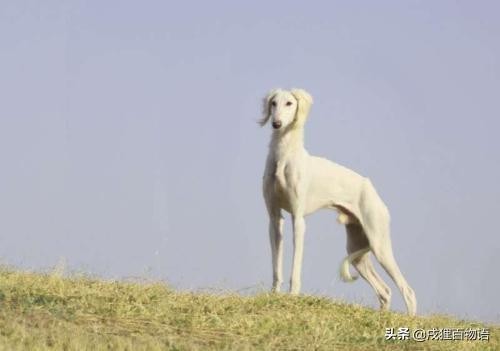 即将消失的4大中国本土犬种你一个都不造