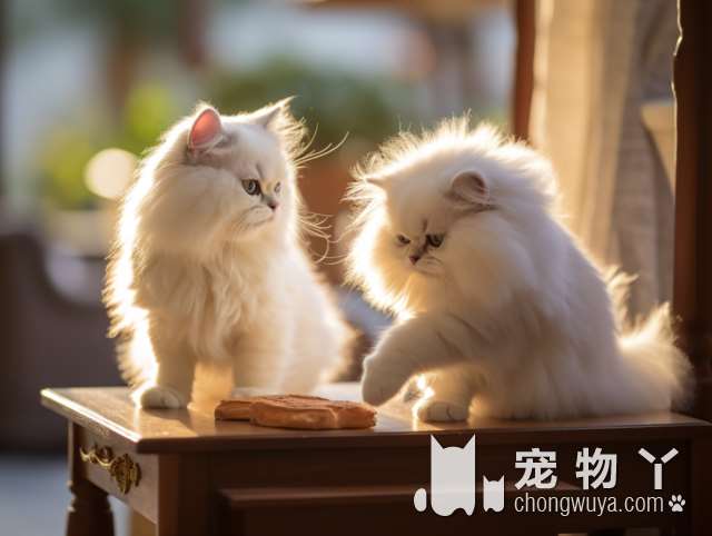 上海萌咪宠物生活馆猫舍活体售卖!这里的小猫咪真的超可爱吗?