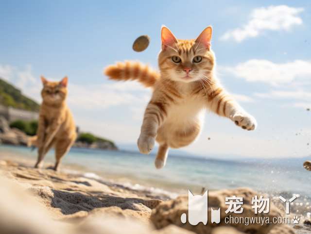 第一次养猫的家长，需要什么样的准备工作?