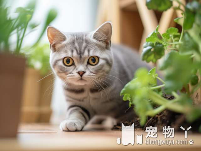 猫舍活体售卖，上海萌咪宠物生活馆，值得一试吗?